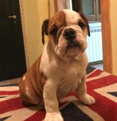 Cuccioli di bulldog inglesi