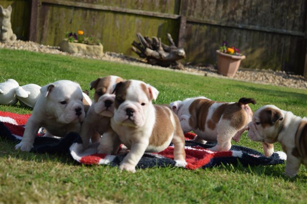 Regalo Bulldog inglese cuccioli disponibili