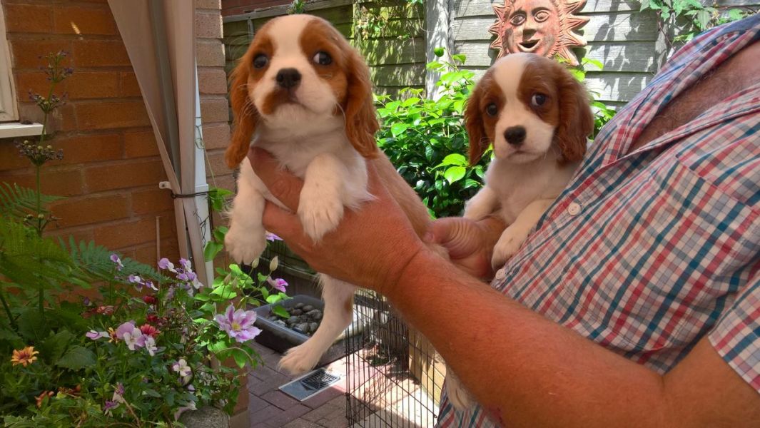 Regalo Cavalier King