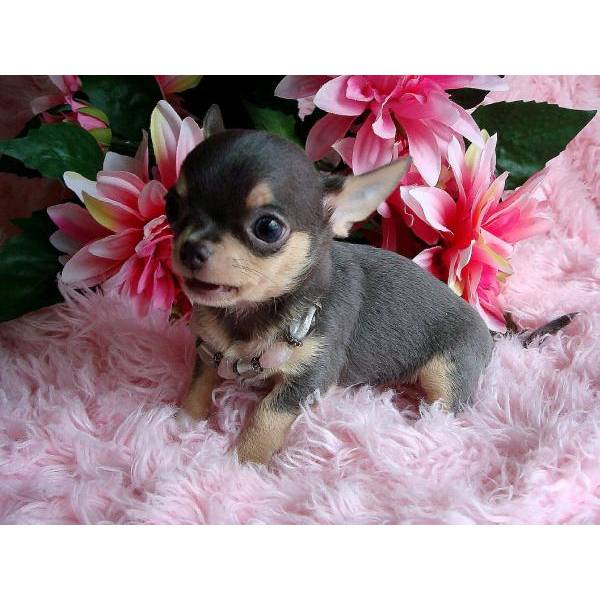 REGALO Cuccioli dolce e bella chihuahua toy