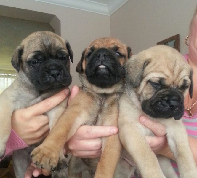 REGALO BullMastiff cuccioli