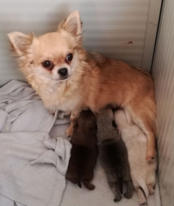 Cuccioli di chihuahua con pedigree