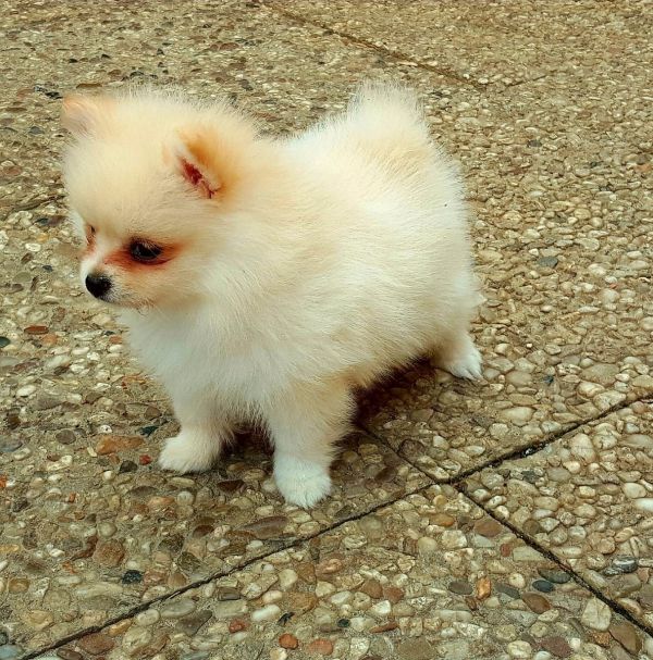  cuccioli di volpino pomeranian  per adozione ( maschio e femmina )