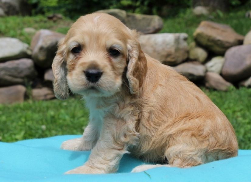 REGALO Cuccioli Coker Spaniel
