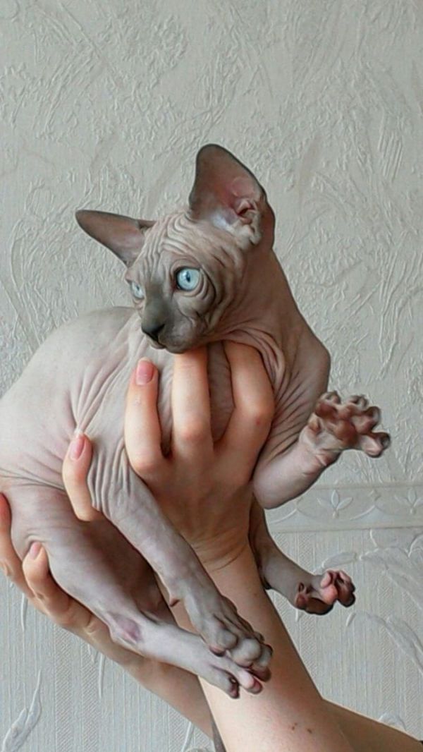 Gattini di Sphynx   per adozione ( regalo  )