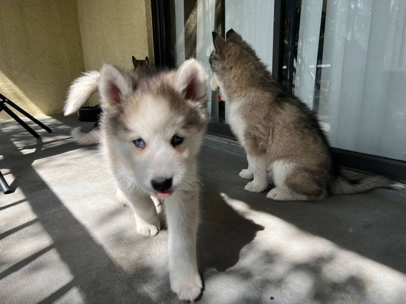 Regalo cuccioli Siberian Husky Maschio e Femmina E-MAIL  (marieiris783@gmail.com) Grazi  Regalo cucc