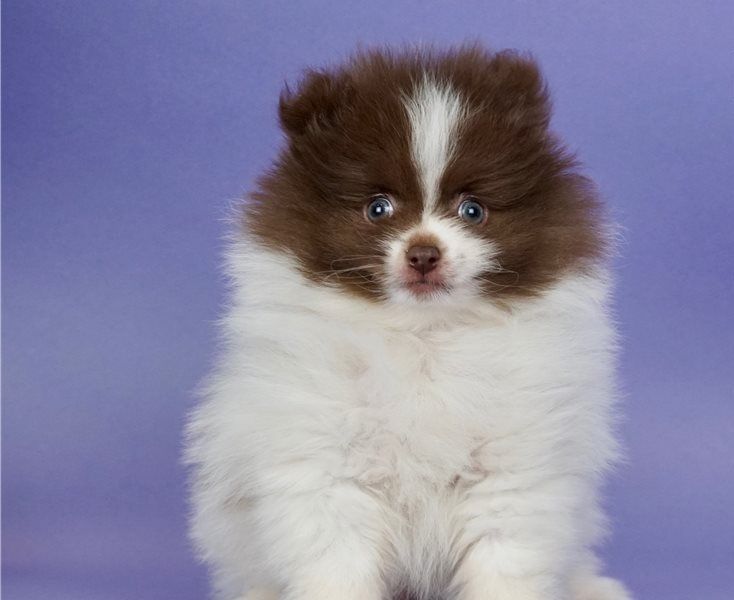 Regalo Cuccioli di volpino di pomerania