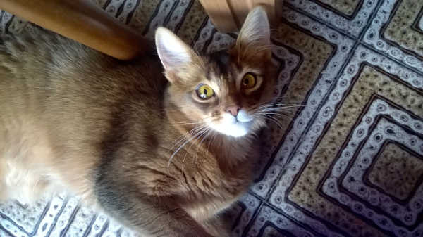 Caramella, micia somala in cerca di casa