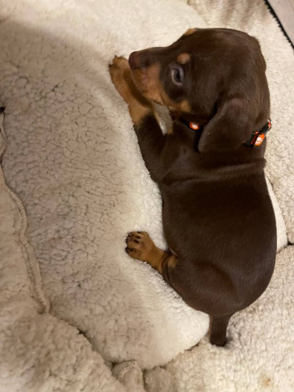 Regalo cuccioli di doberman Pinscher disponibili. 