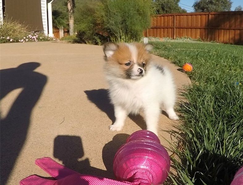 Offriamo ottimi cuccioli di Volpino di Pomerania 2 Maschietti e 1 Femminucce, 