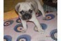 Cuccioli carlino con pedigree  Cuccioli carlino con pedigree