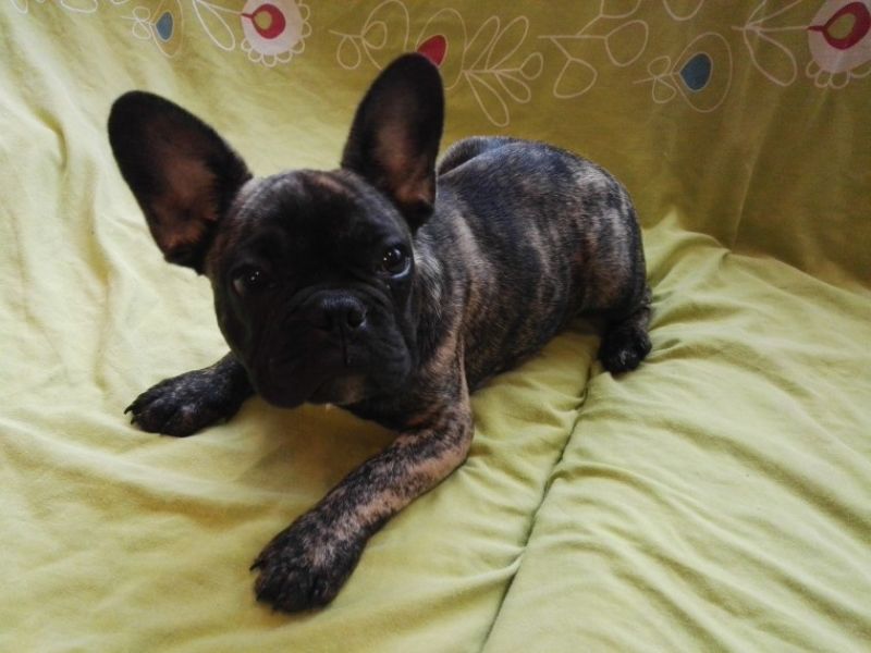 REGALO Cuccioli di Bulldog Francese