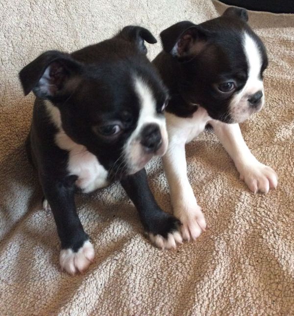 Cucccioli taglia media razza BOSTON TERRIER !!!!!