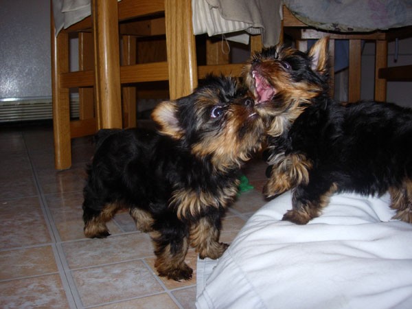  Cuccioli di razza Yorkshire Terrier