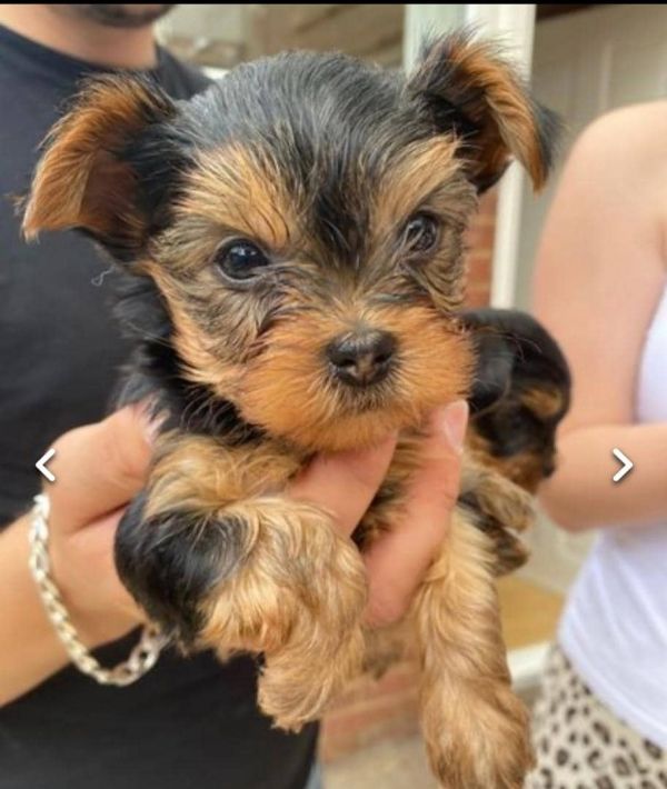Regalo Yorkie cuccioli giocherelloni disponibili