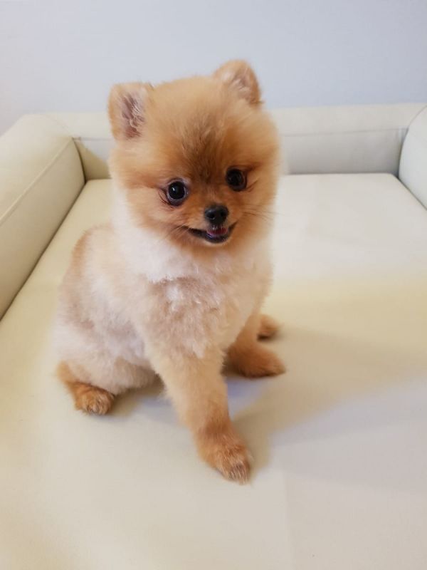 Molto bella e sani cuccioli di volpino pomeranian per adozione maschi e femmine disponibili (gratis)