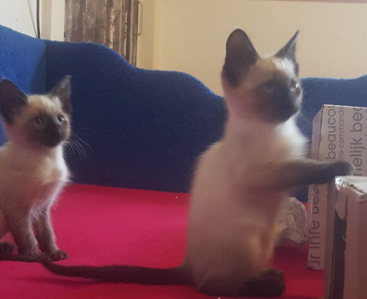 Siamese kitten  per adozione ( maschio e femmina )