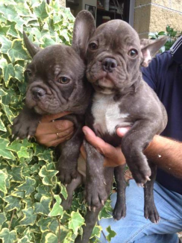 Cucciole di bulldog francese pedigree