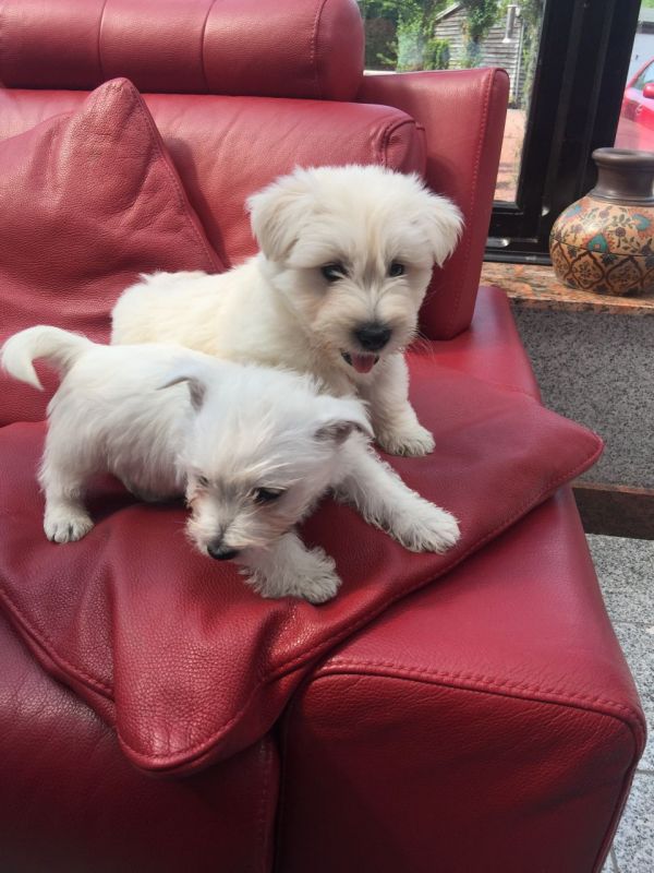  Regalo Cuccioli di West Highland Terrier in pronta consegna i cuccioli verranno Dato dopo 90 giorni