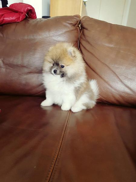  { Regalo Volpino di pomerania (spitz tedesco nano