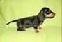 Disponibile una cucciola di Bassotto nano,