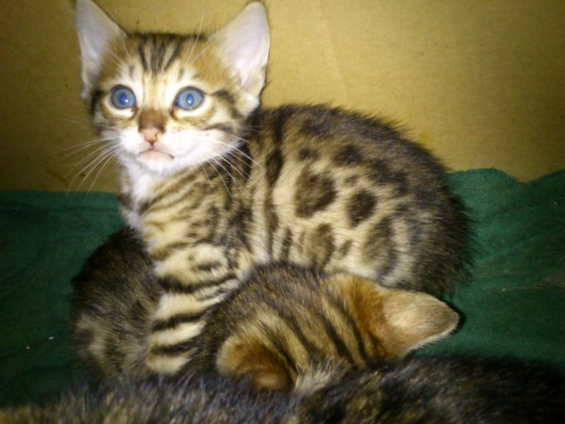 Gattini di bengala  per adozione ( maschio e femmina )