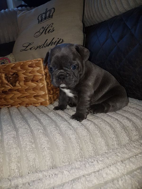 Bellissime Cuccioli di bulldog francese