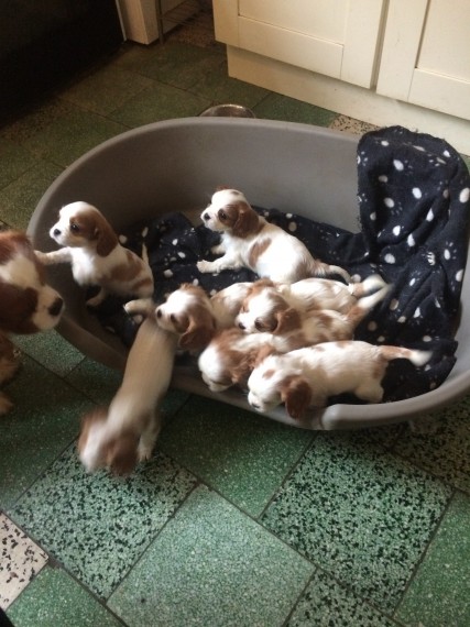 Cuccioli di cavalier king disponibili