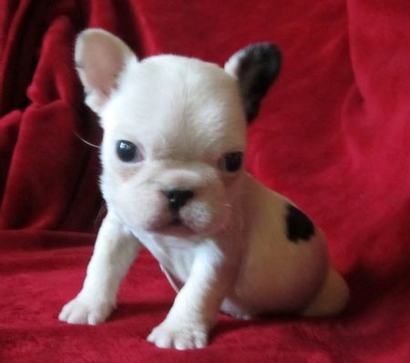 Adorabili cuccioli di bulldog francese femminucce e maschietti disponibili per l'adozione