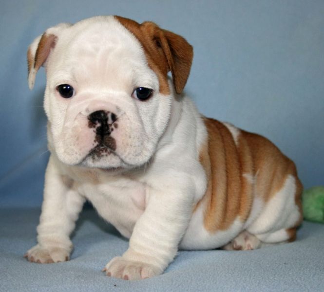  cuccioli di bulldog inglise  per adozione ( maschio e femmina )