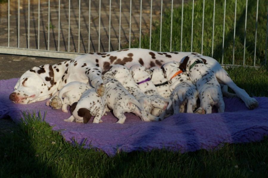  regalo cuccioli di dalmata disponibili per l'adozione