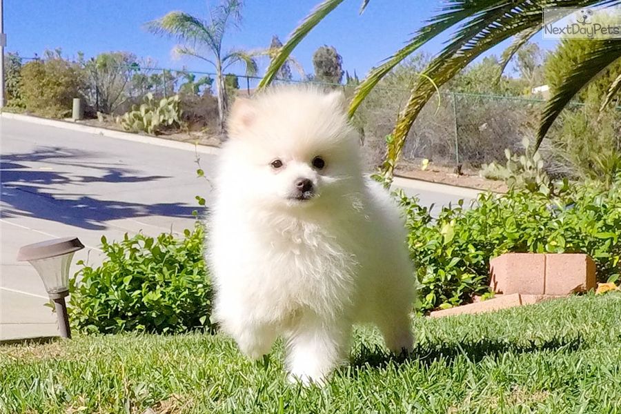  cuccioli di volpino pomeranian  per adozione ( maschio e femmina )