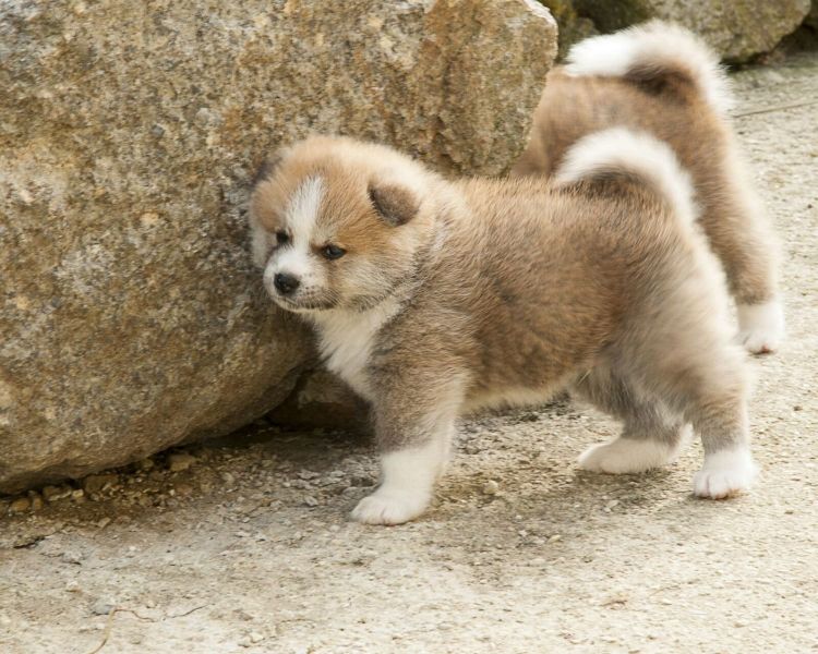 Cuccioli di akita-inu  ( per regalo )