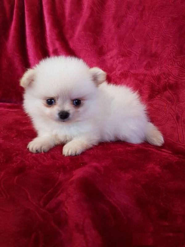 Cucciolo di pomerania toy maschio e femmina