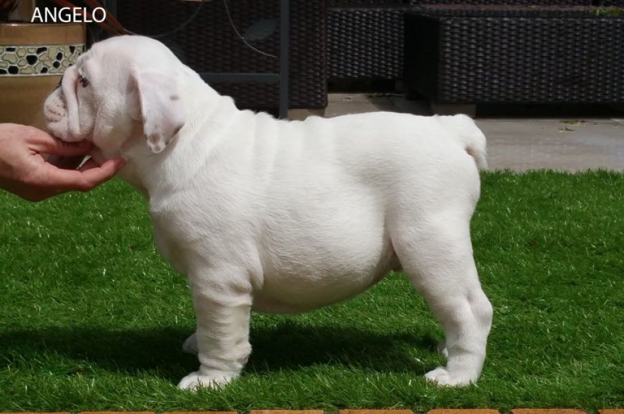 Regalo Bulldog inglese cuccioli disponibili
