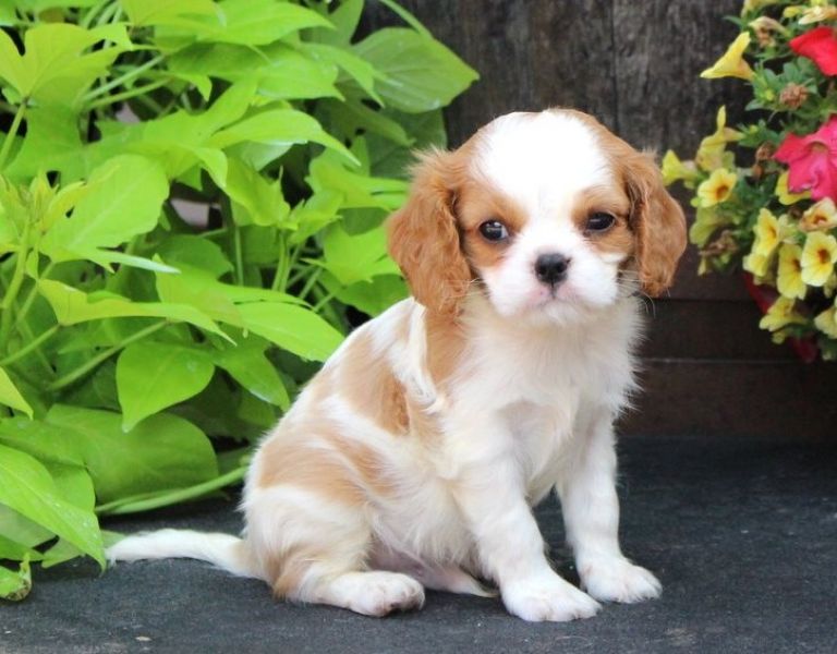 Regalo Cavalier King Disponiamo di una cucciolata di Cavalier King, i cuccioli verranno Dato dopo 90