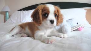 Adorabili cuccioli di cavalier king femminucce e maschietti disponibili per l'adozione cuccioli sono