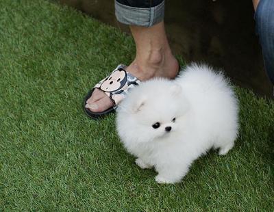 Volpino spitz pomerania