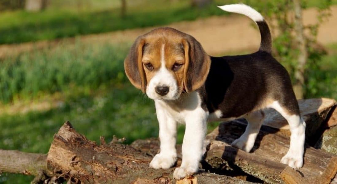 Cuccioli di Beagle