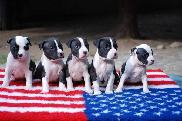  due AMSTAFF cuccioli
