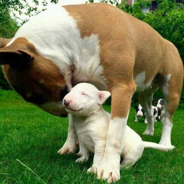  i regali Cuccioli di bull terrier  disponibili per adozione 