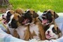 Cucciolo boxer bella casa sollevato e ben socializzati,