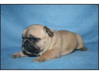  Cuccioli di Bulldog Francese