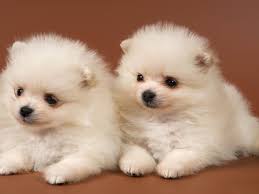  Volpino di pomerania
