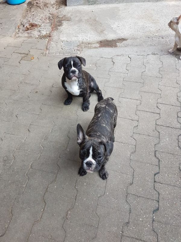 Sani maschio e femmina cuccioli di bulldog francese per adozione 