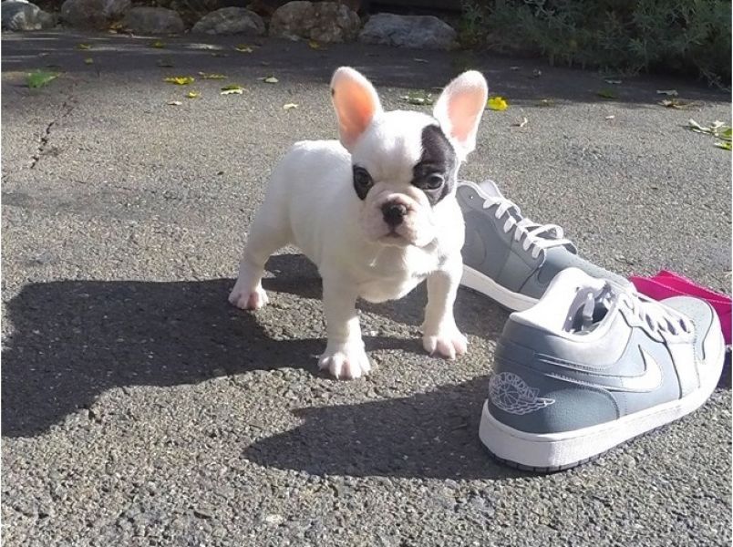 REGALO Cuccioli di Bulldog Francese