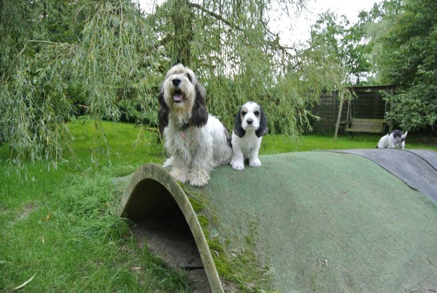   cuccioli di Basset Hound  per adozione ( maschio e femmina )