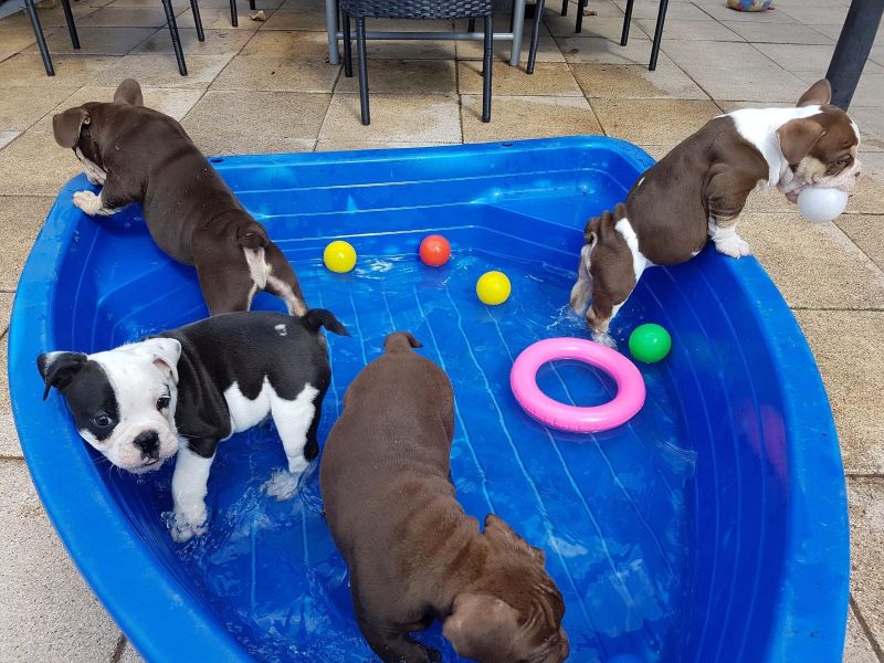 Cuccioli di razza bulldog francese per adozione 