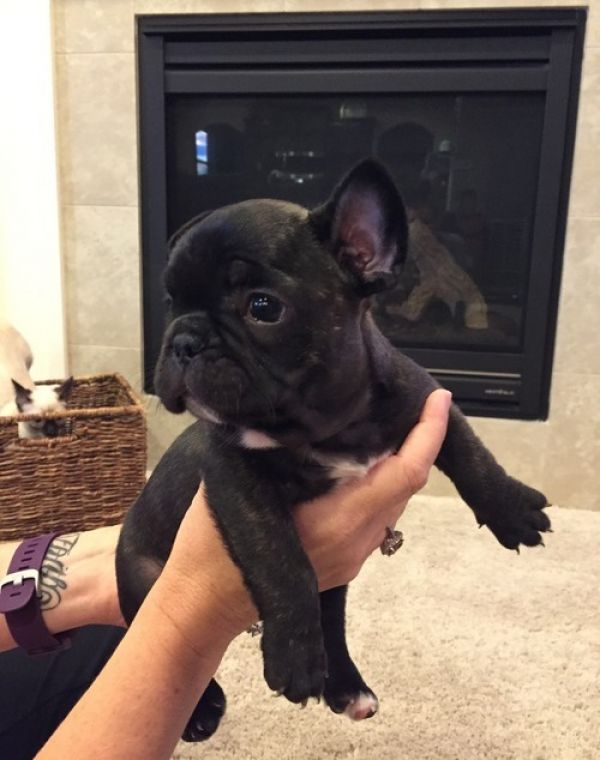 Maschio e femmina adorabile bulldog francese  cuccioli disponibili per l'adozione