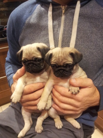 Bellissimi cuccioli carlino